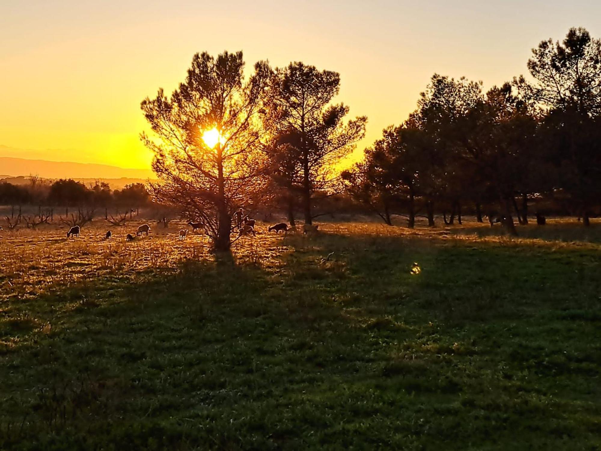 Domaine De La Matte Bed and Breakfast Conques-sur-Orbiel Εξωτερικό φωτογραφία